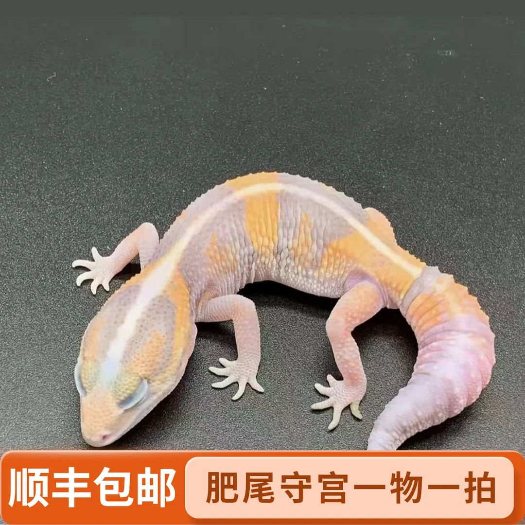 肥尾守宫一物一拍