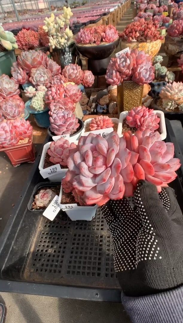 116蒙克一物一拍多肉植物