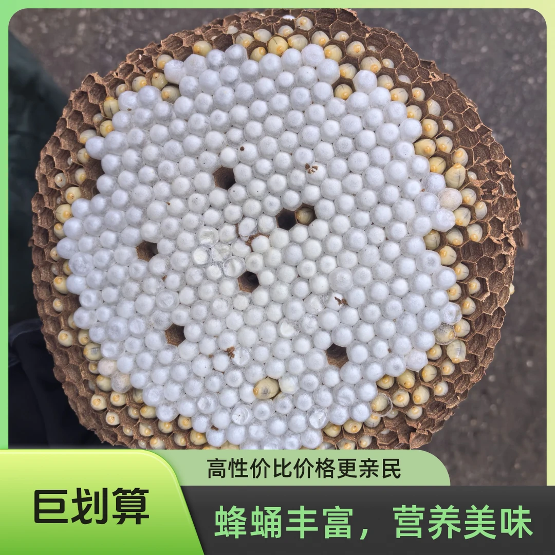 来自云南下饭菜下酒菜新鲜带巢黄脚七里蜂蛹