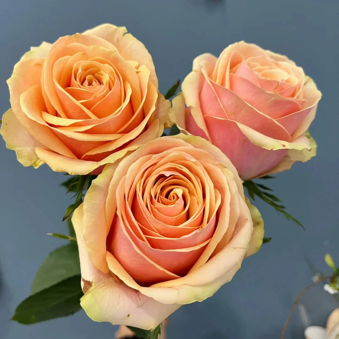 迪薇娜玫瑰花  任意两单顺丰或者京东包邮