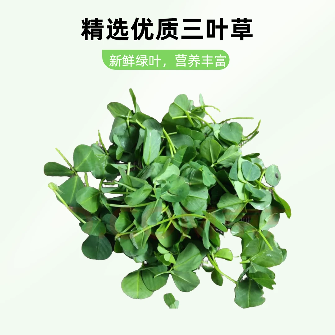 草头金花菜秧草苜蓿菜