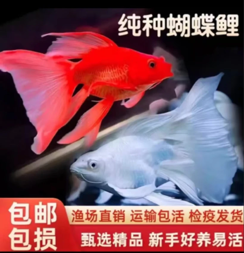 精品贵妃蝴蝶鲤白短球 红短球 混发专用链接