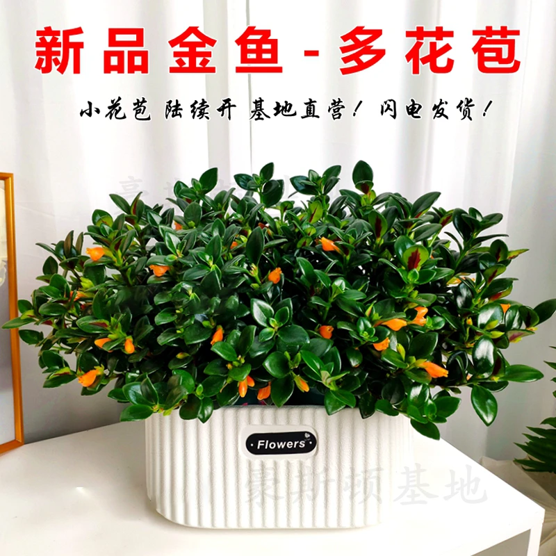 春季新品金鱼吊兰盆栽带花苞室内外四季开好花卉阳台懒人植物好养