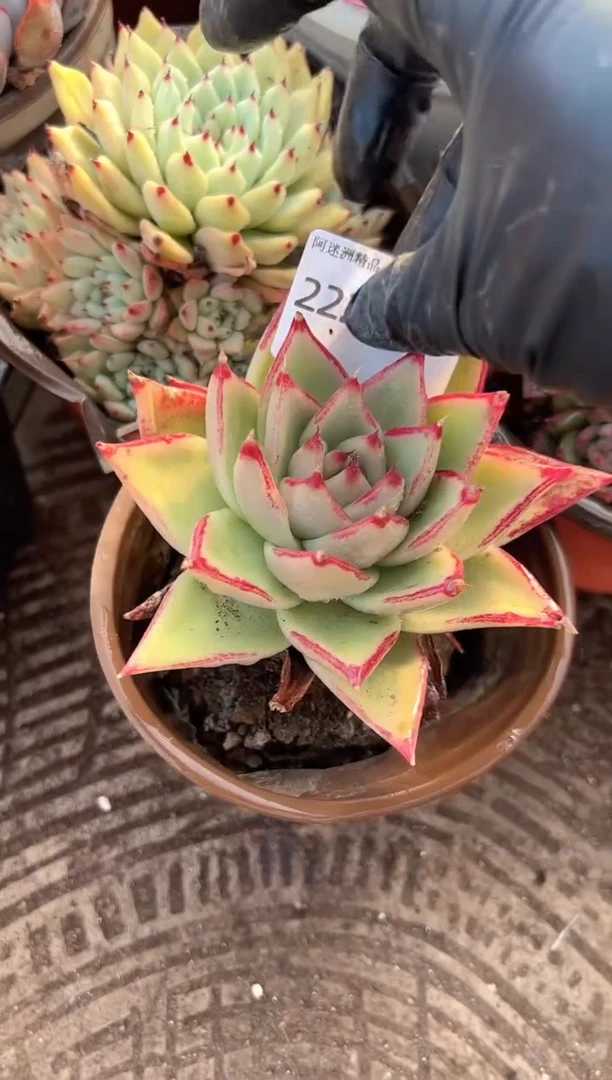 多肉植物一物一拍22289