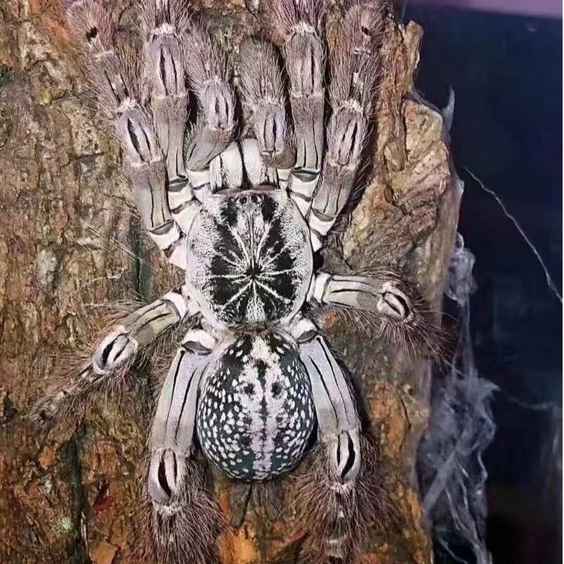 蛛门/多哥星团巴布活体宠物蜘蛛帅气树栖蜘蛛送饲养套餐