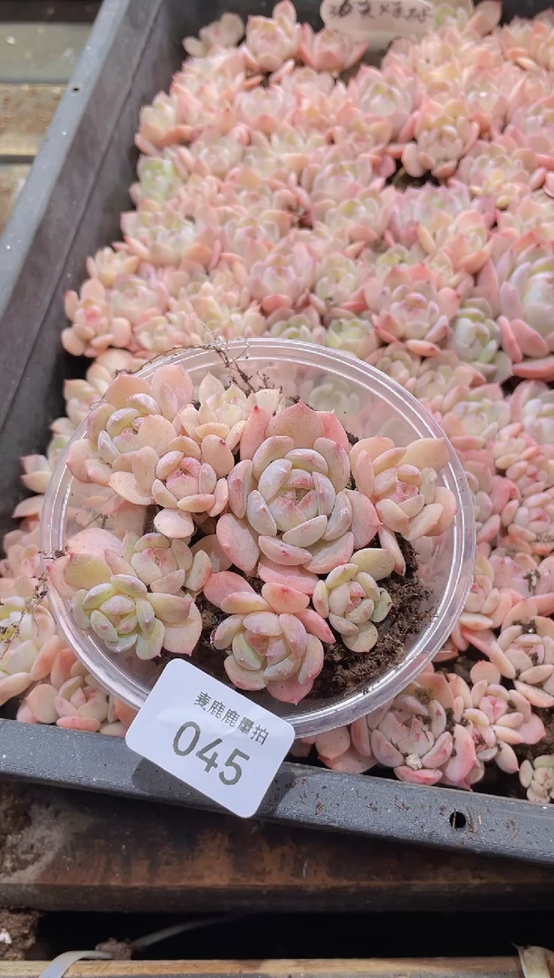 【闪购商品】045黄爆珠保8量拍1盒