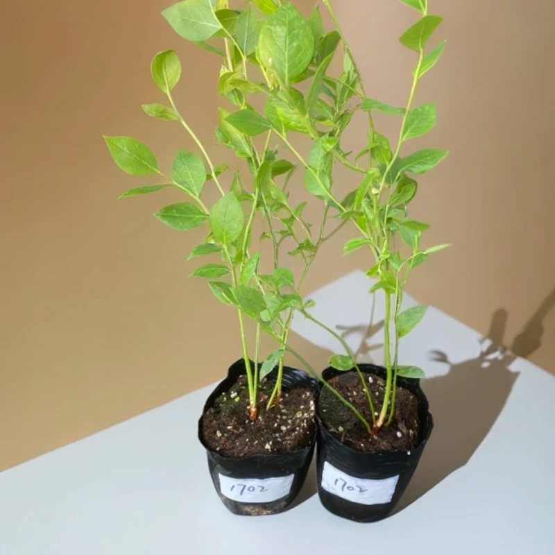 原盆原土蓝莓小钵苗花香1702口感适合阳台小院种植