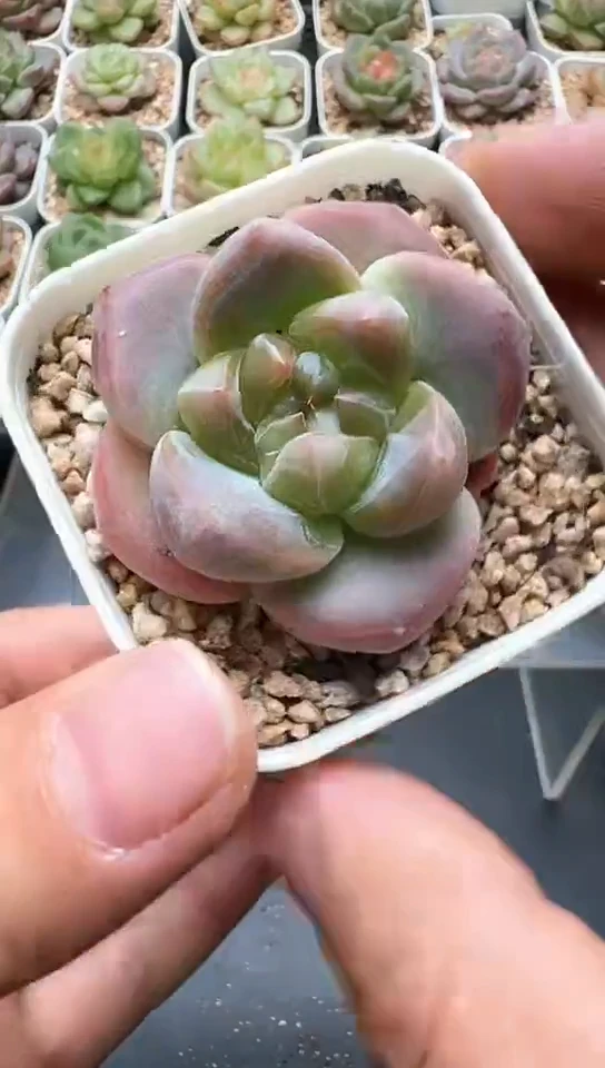 245F云禹多肉植物 默认脱土纸巾打包 3颗包邮