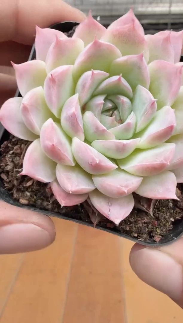 东云多肉园新款-90