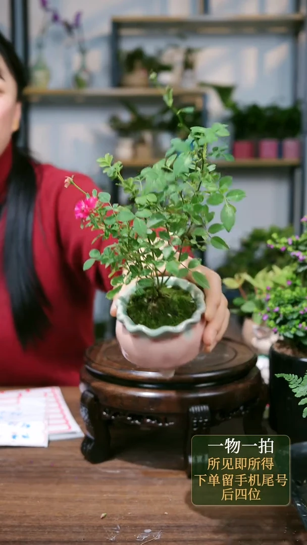 【闪购商品】18--0321多肉黄