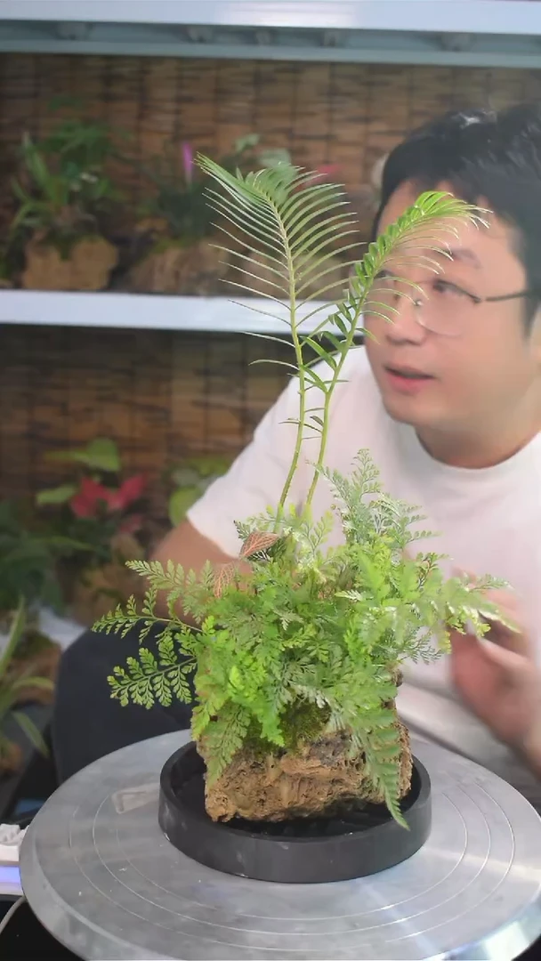 无花朵老铁没毛病