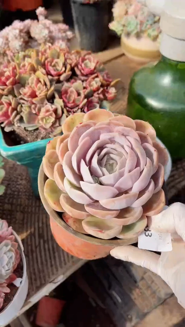 【闪购商品】23333