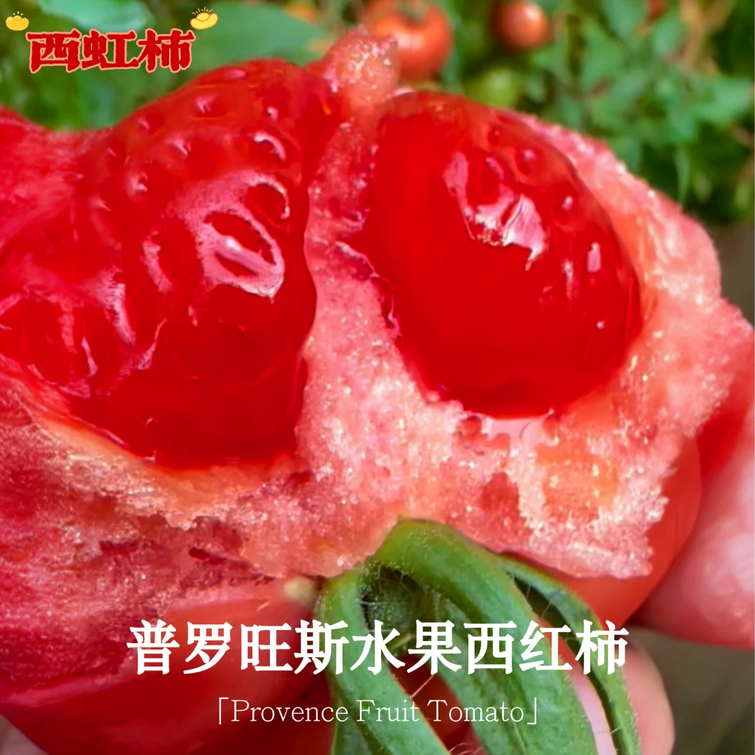 陕西泾阳普罗旺斯水果西红柿小时候味道孕妇可食用现摘现发(顺丰)