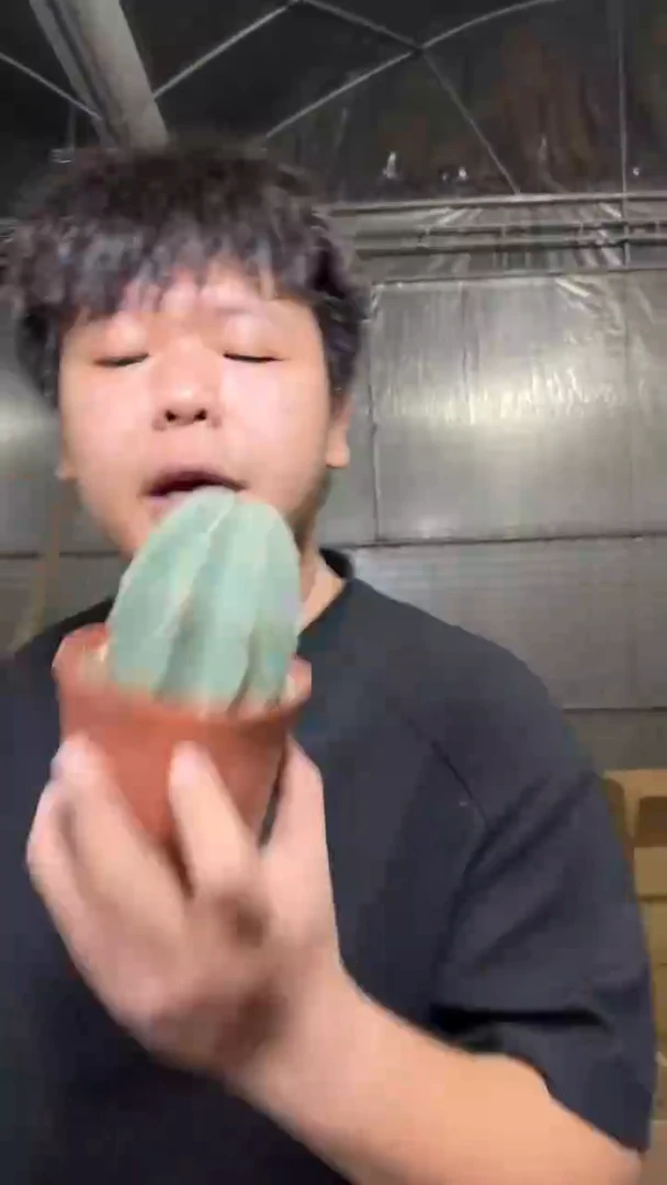 2颗 单头 微刺虾 实生根