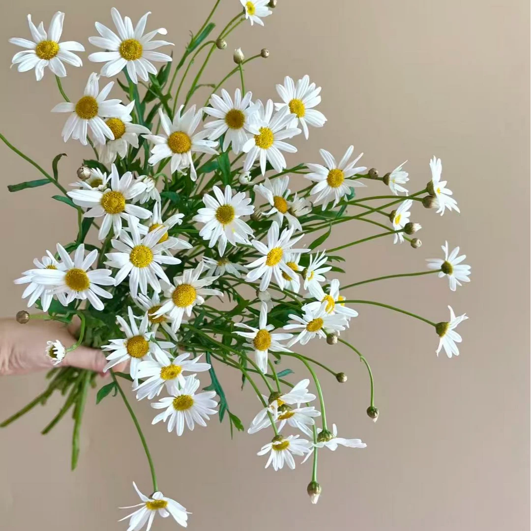 【一品花集】【玛格丽特】——小菊