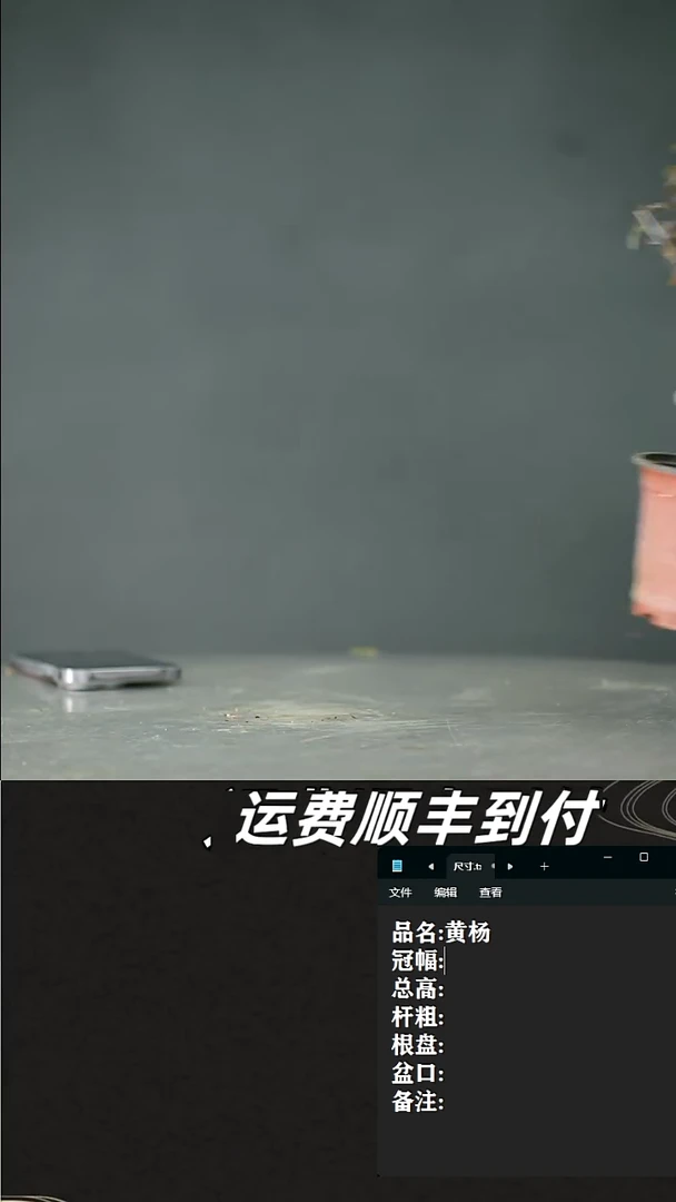 【闪购商品】74 黄杨