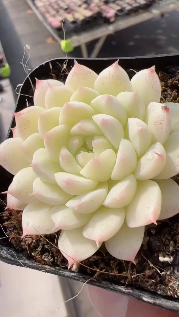 【闪购商品】新款多肉-212