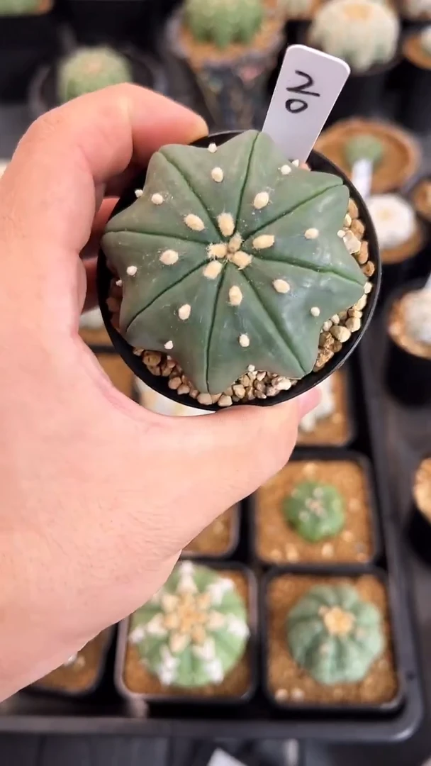 指纹海星实生根星兜编码20