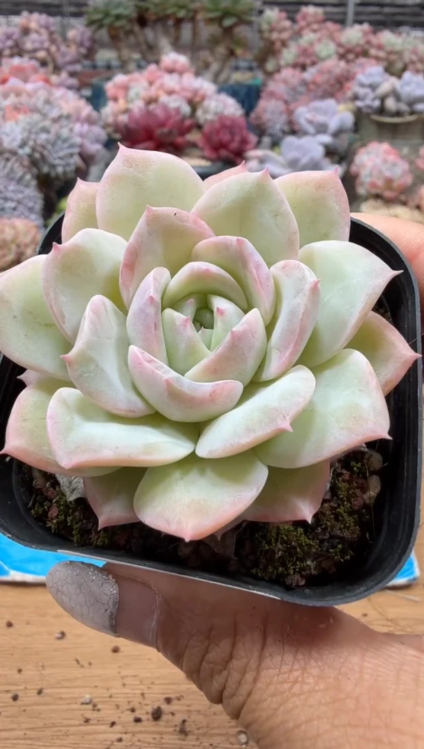 东云多肉园二店-131