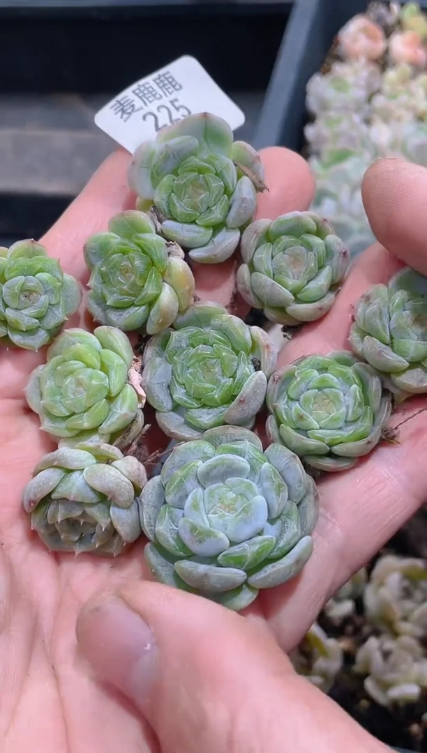 225白恋      量拍10颗