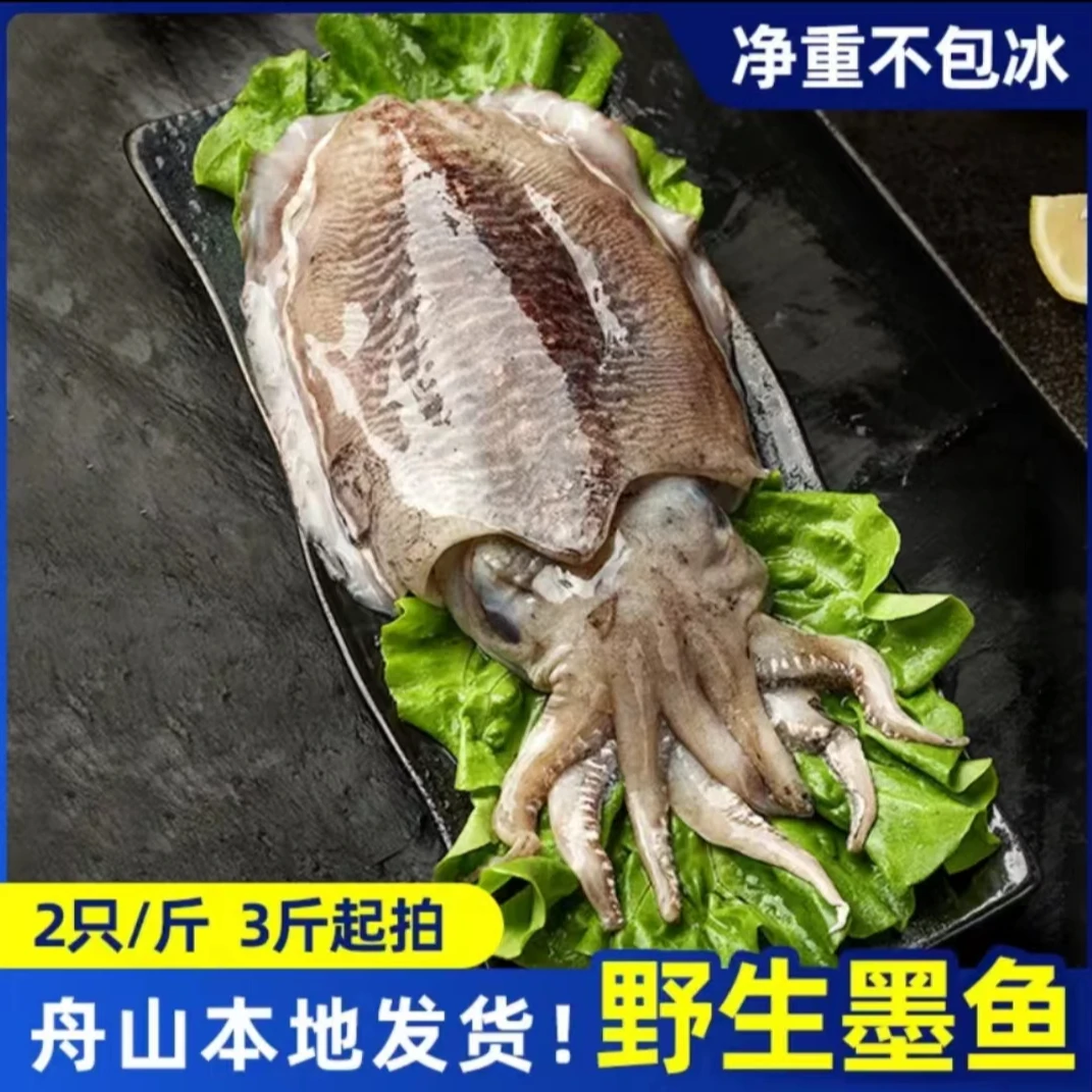 舟山东海鲜嫩冰鲜墨鱼500g/两只，舟山本地发货新鲜墨鱼