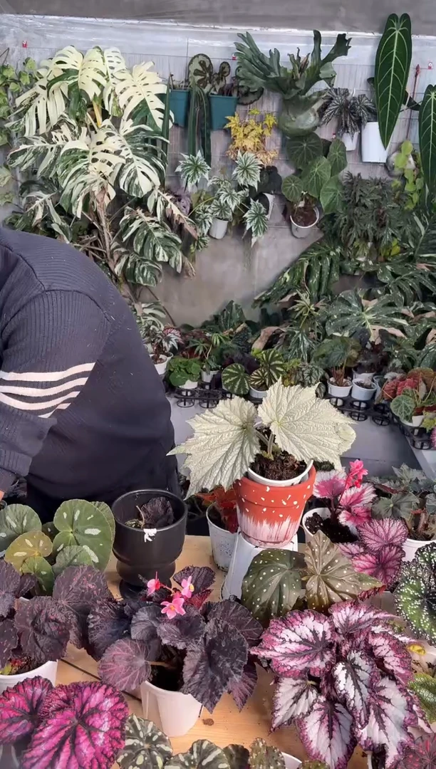 完全开放镀银秋海棠