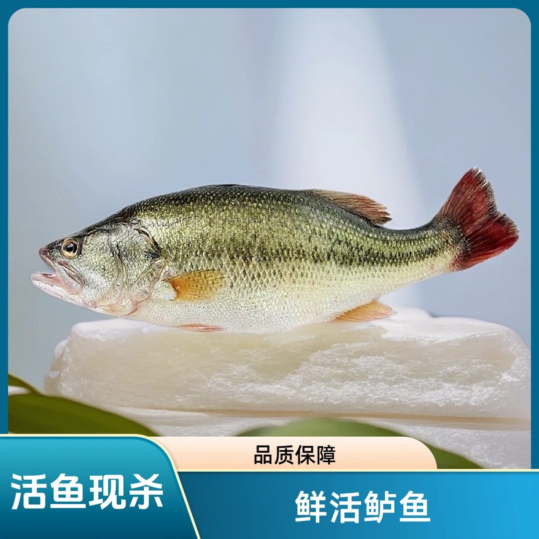 鲜活鲈鱼默认杀好