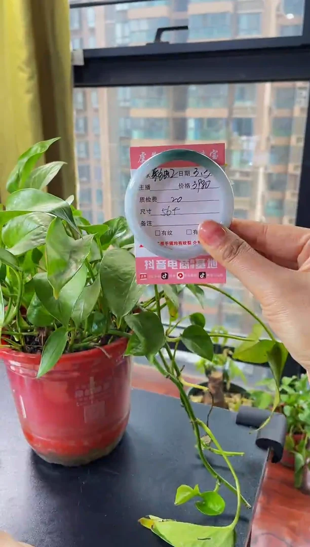 【闪购商品】翡翠手镯未镶嵌手镯