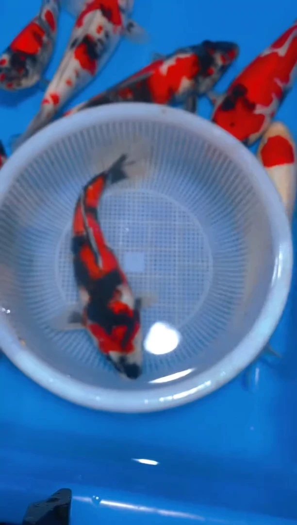 海水鱼阿九 云景锦鲤