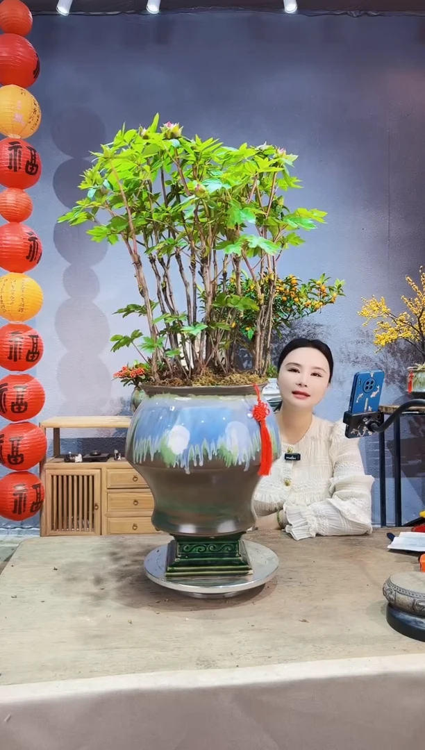 【闪购商品】盆景123