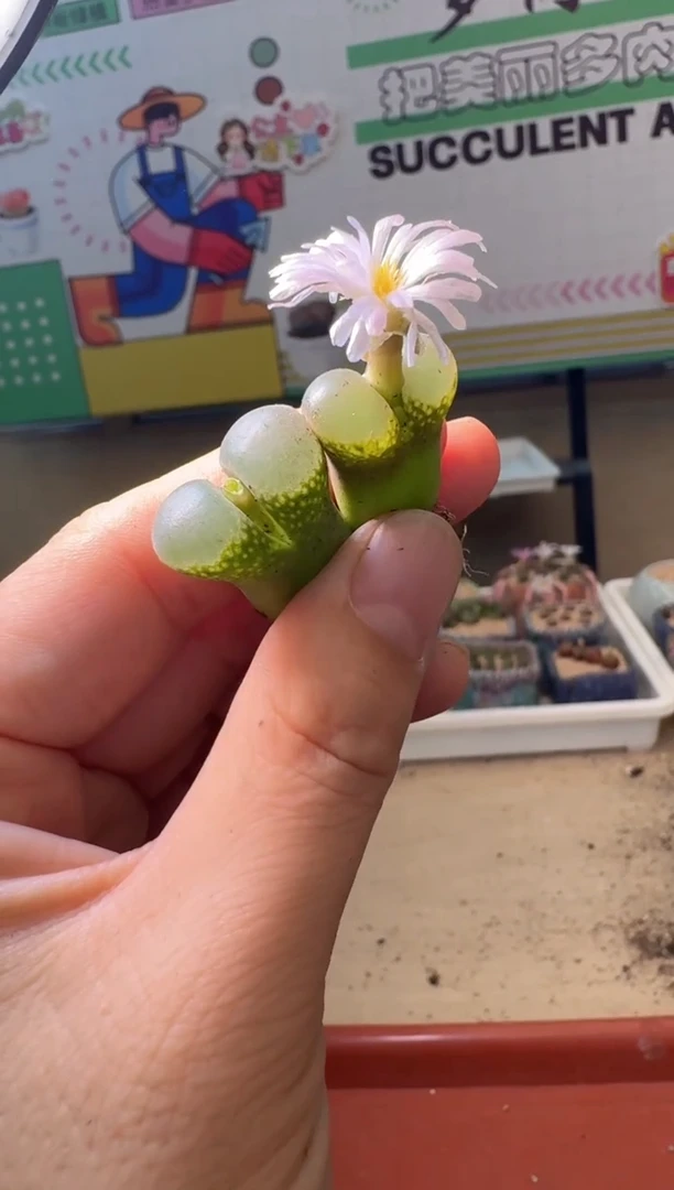 5-454多肉植物肉锥
