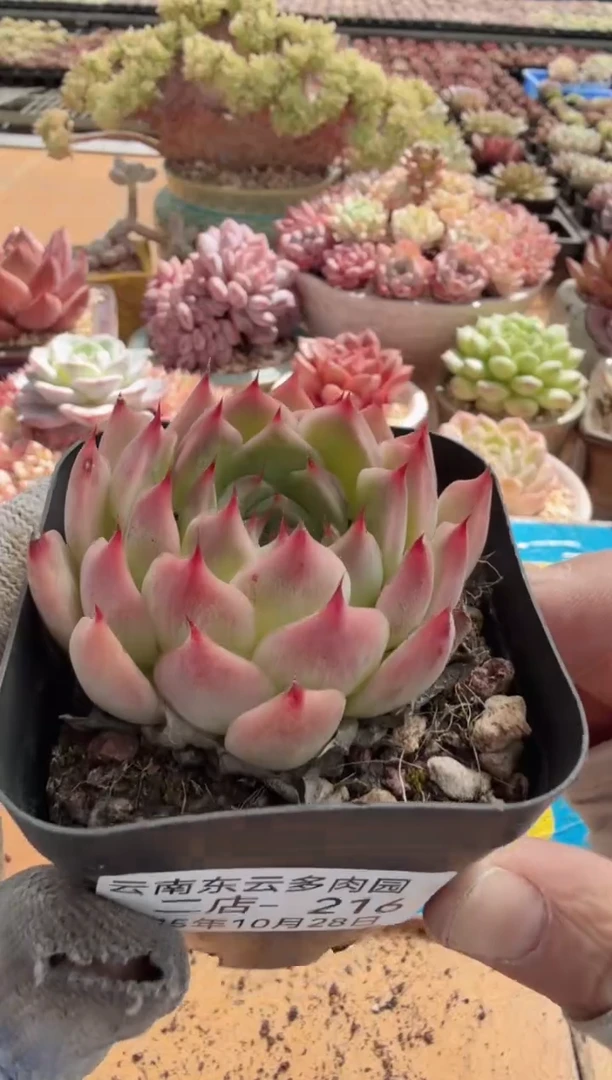东云多肉园二店-216