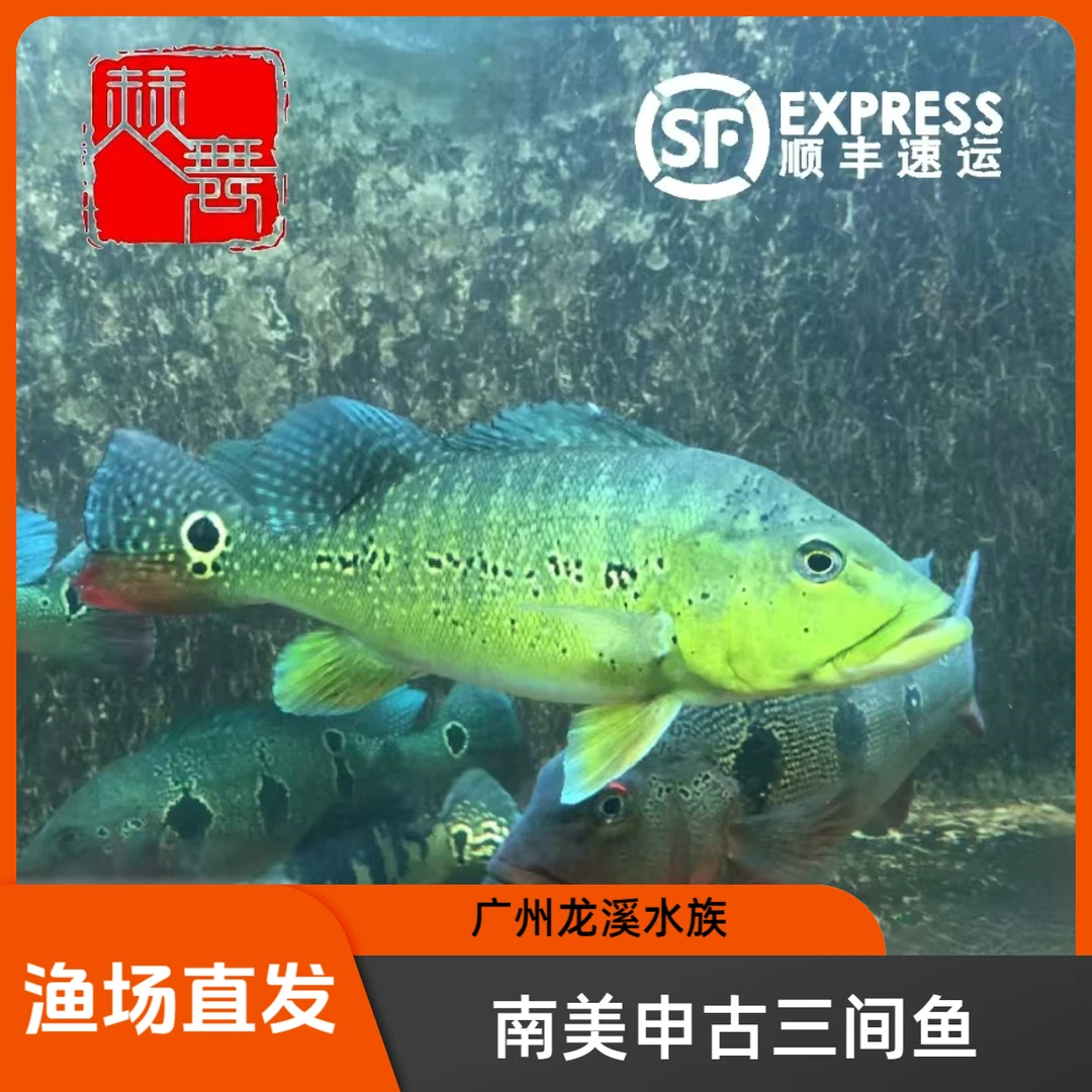 赫舞甄选  申古三间鱼南美热带淡水中大型观赏鱼龙虎魟中层搭配鱼