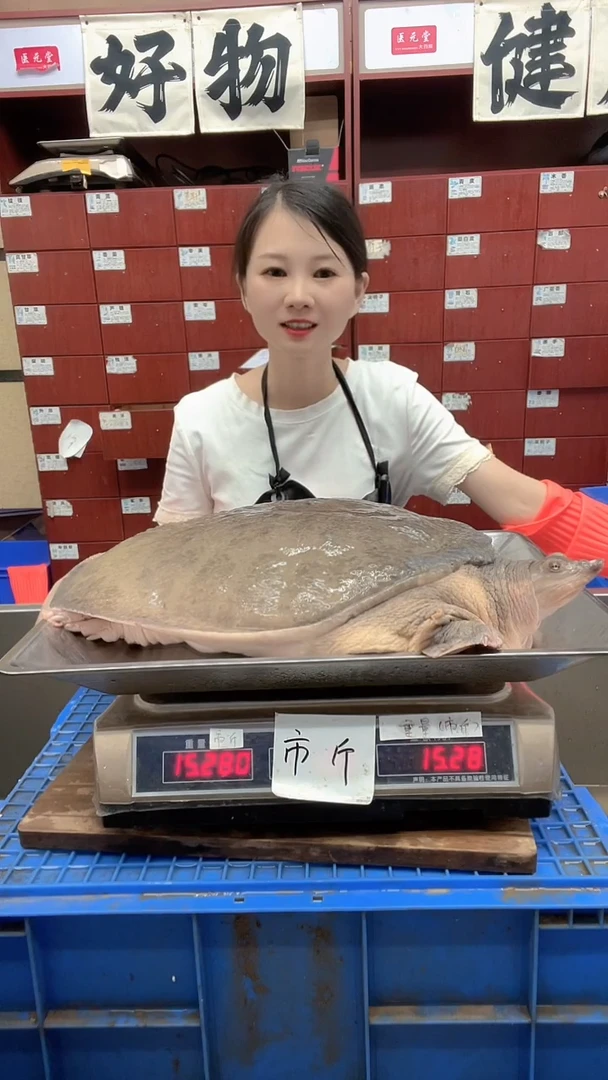 中国大陆15斤...