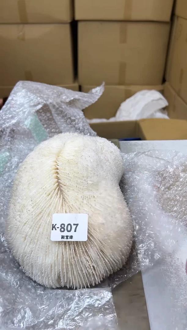 瓷片807聚宝缘海陶精选