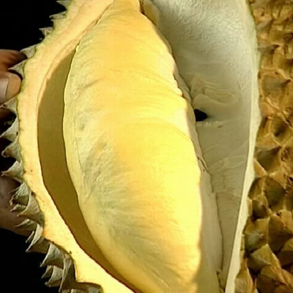 {偏熟两斤装}泰国金枕树熟榴莲新鲜现开果肉核小包售后榴莲同城配金枕泰国东部