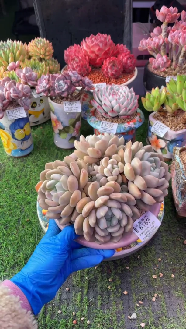 昆明印象多肉6189