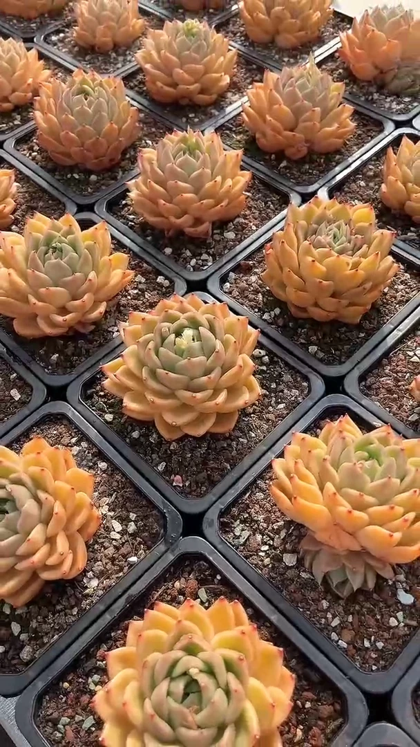 【闪购商品】老桩出状态白玫瑰（量拍）