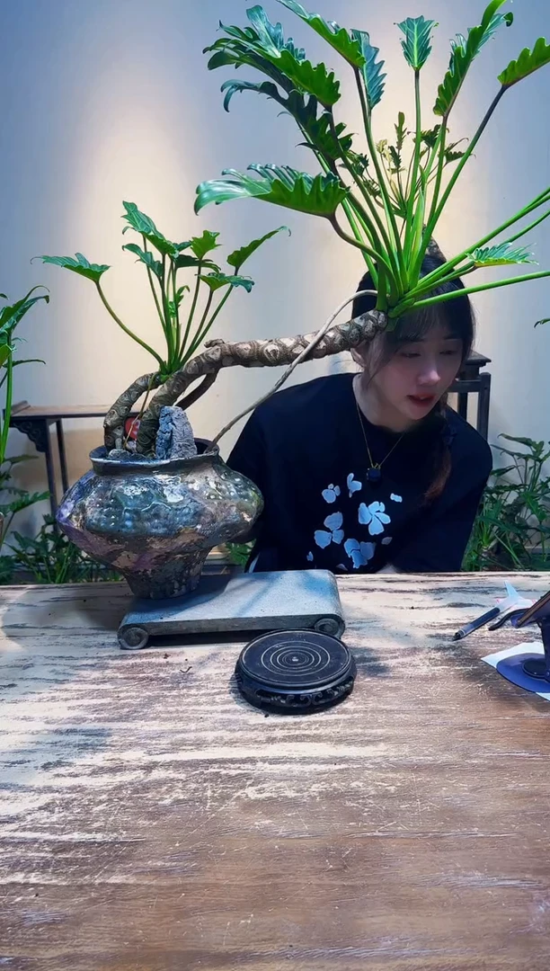 无花朵李*黎508龙鳞小天使