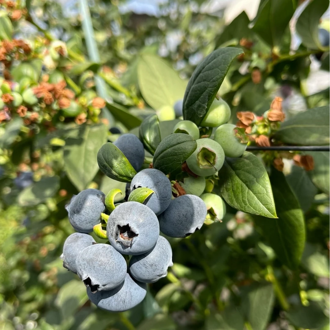 蓝莓果树苗盆栽地栽庭院种植