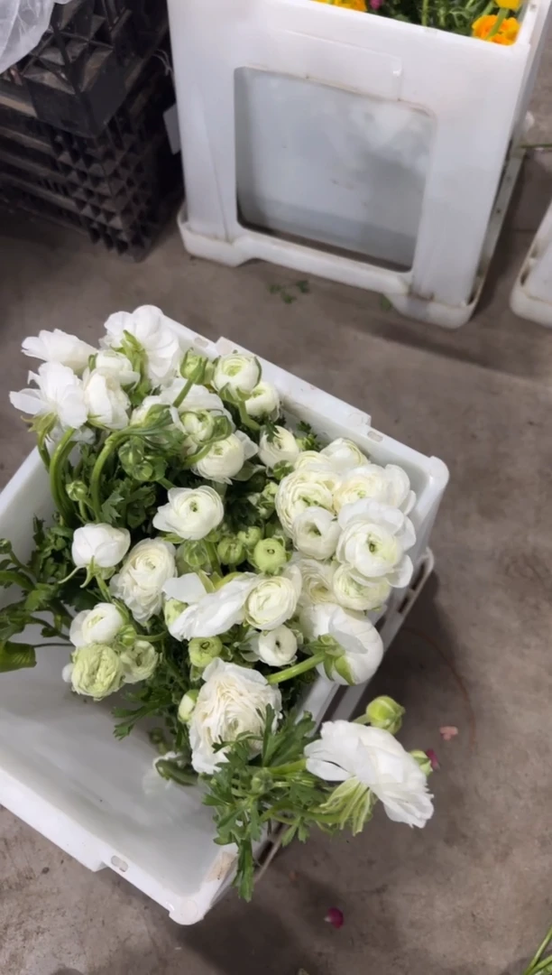 小**米白色洋牡丹  小卡拉米 25.8