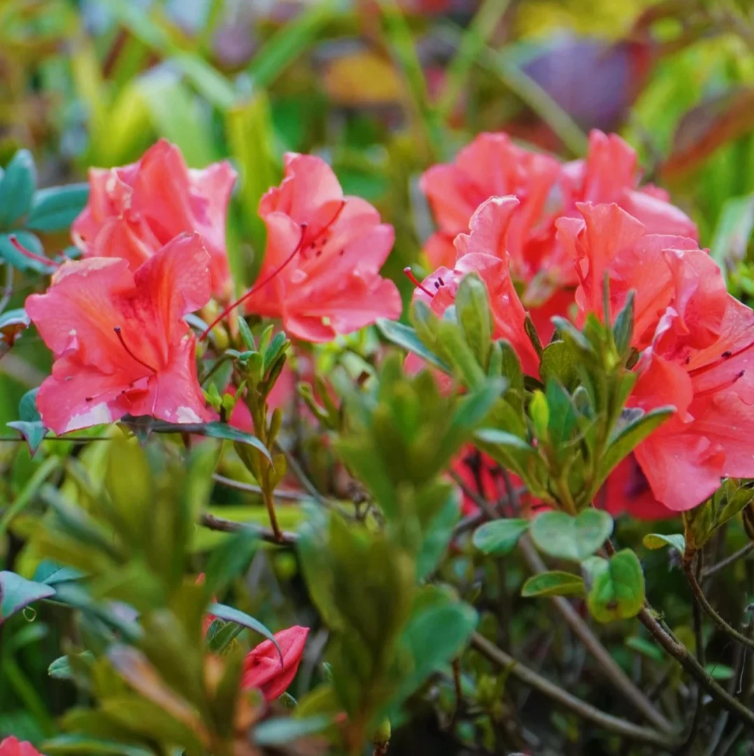 【粉宝石】四季稀有品种杜鹃耐热耐寒带花苞高60cm冠幅60cm