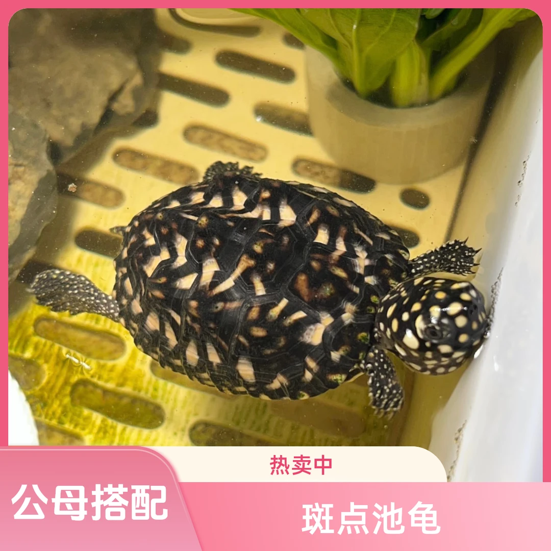 直播间下单链接精品满天星斑点池龟高颜值可鱼龟混养的观赏宠物龟
