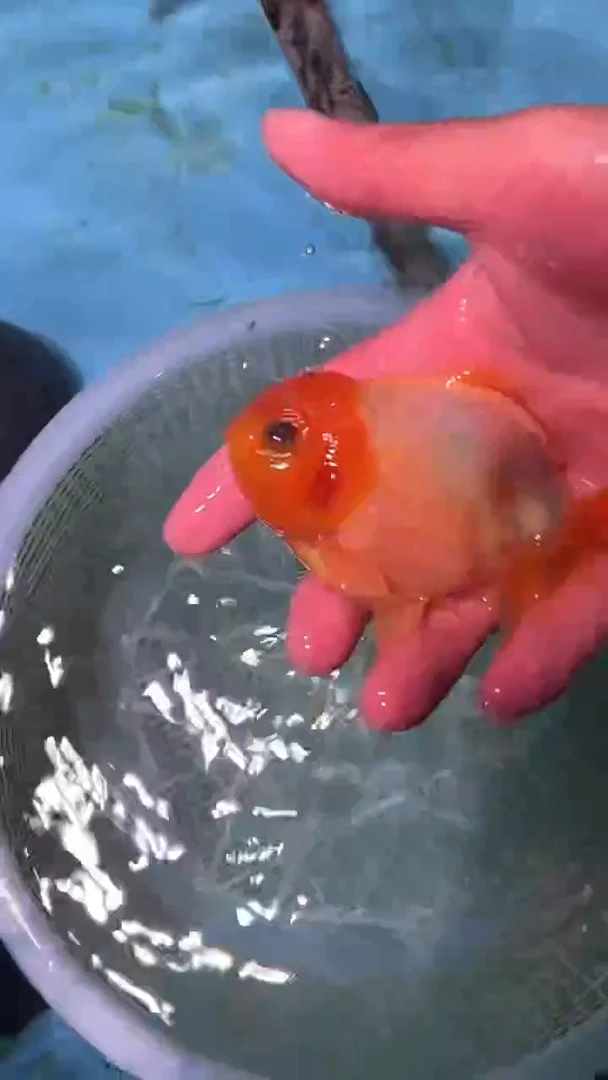 金鱼2单包邮  售后开箱视频