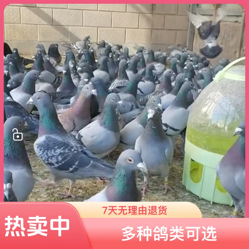 包邮  赛鸽 信鸽 种鸽