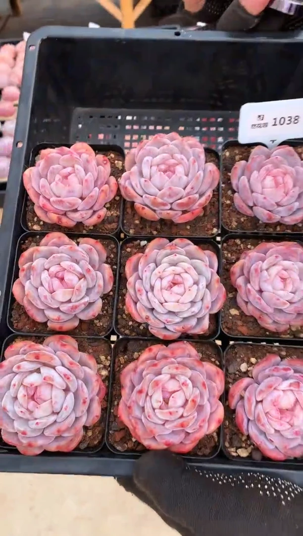 【闪购商品】1038冰橙一棵量拍