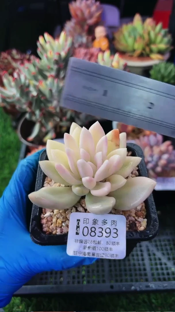 昆明印象多肉08393