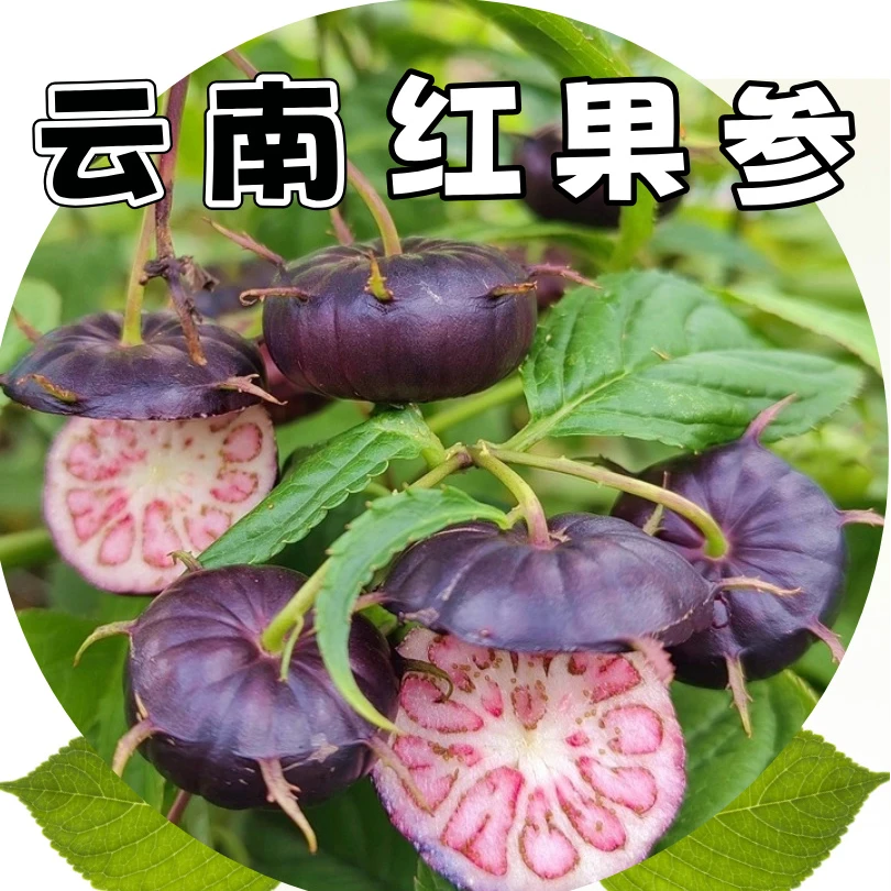 【花青素水果】云南蜘蛛果红果参应季水果花青素小炸弹八甜两酸水果