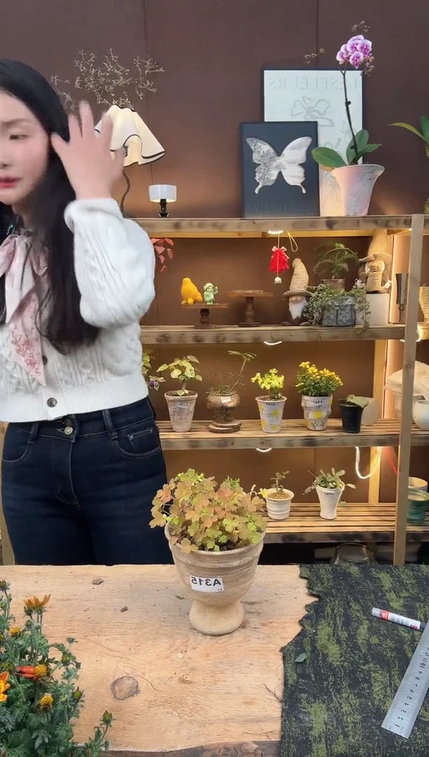 无花朵315熔岩醋酱草加盆一套