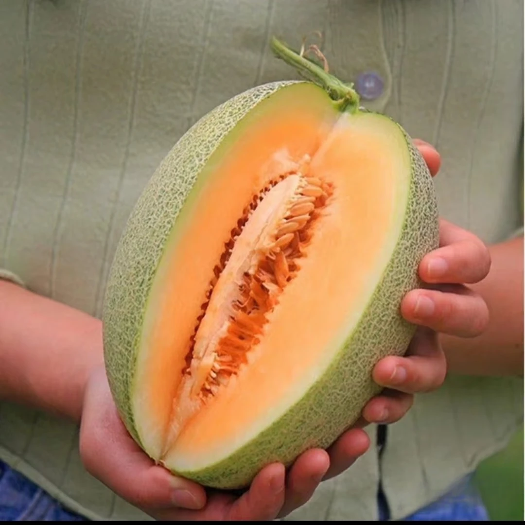 海南沙地哈密瓜1个装